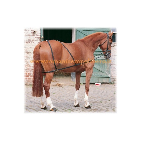 Training longe rein system